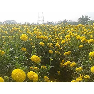 PuspitaNursery African Marigold F1 Hybrid Flower Seeds for Farming in a Secured Packet, Yellow (100 g).