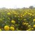 PuspitaNursery African Marigold F1 Hybrid Flower Seeds for Farming in a Secured Packet, Yellow (100 g).