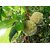 Puspita Nursery Rare Sugar-Apple Sitafal fruit Plant (Annona squamosa) Rare Variety Fresh  Healthy Pl.