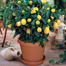 Puspita Nursery Live Dwarf Orange Plant Tangerine (Santra) Origin Darjeeling Mousumi Lemon Seedless.