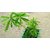 PuspitaNursery Live Curry Leaves Sweet Neem Plant by Puspita.
