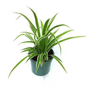 Puspita Nursery PN08 Spider Grass Plant without Pot healthy  Fresh.