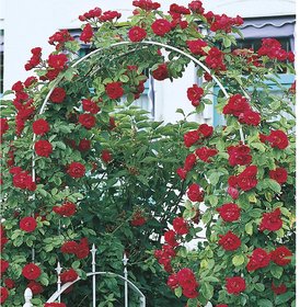 Puspita Nursery Miniature (Mini) Rose Plant Pink Color.