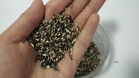 PuspitaNursery African Marigold F1 Hybrid Flower Seeds Orange Color Best Quality For Farming 500gm in a Secured Packet.