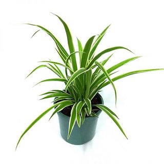 Puspita Nursery PN08 Spider Grass Plant without Pot healthy  Fresh.