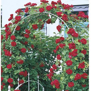 Puspita Nursery Miniature (Mini) Rose Plant Pink Color.