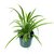 Puspita Nursery PN08 Spider Grass Plant without Pot healthy  Fresh.