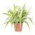 Puspita Nursery PN08 Spider Grass Plant without Pot healthy  Fresh.