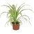 Puspita Nursery PN08 Spider Grass Plant without Pot healthy  Fresh.