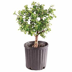 PuspitaNursery Good Luck Jade Living Plant with Pot Lucky Air Purifier Feng Shui Green Decorative Beautiful Low Mainten.