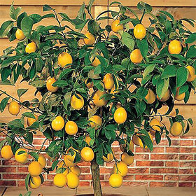 Puspita Nursery Seedless Lemon Grafted Rasaali Variety Live Plant Fresh  Healthy.