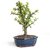 PuspitaNursery Good Luck Jade Living Plant with Pot Lucky Air Purifier Feng Shui Green Decorative Beautiful Low Mainten.