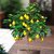 Puspita Nursery Seedless Lemon Grafted Rasaali Variety Live Plant Fresh  Healthy.