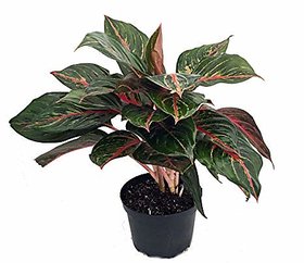 PuspitaNursery Red Aglaonema Siam Aurora Chinese Evergreen Healthy  Fresh Plant in a Plastic Pot.