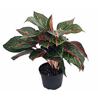 PuspitaNursery Red Aglaonema Siam Aurora Chinese Evergreen Healthy  Fresh Plant in a Plastic Pot.