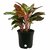 PuspitaNursery Red Aglaonema Siam Aurora Chinese Evergreen Healthy  Fresh Plant in a Plastic Pot.
