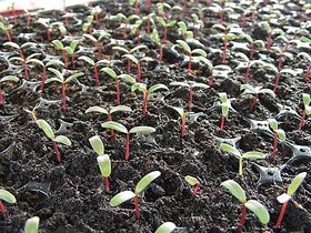 PuspitaNursery Marigold Flower Seed Yellow Color African Variety Best Quality For Farming 500gm in a Secured Packet.