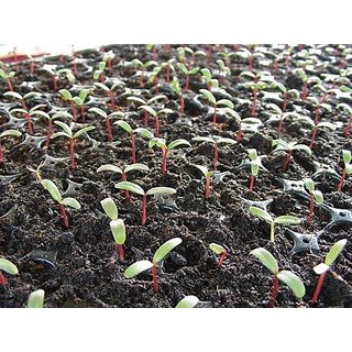 PuspitaNursery Marigold Flower Seed Yellow Color African Variety Best Quality For Farming 500gm in a Secured Packet.