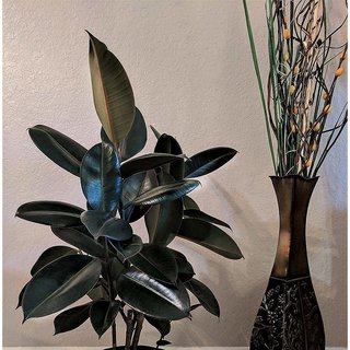 Puspita Nursery Rubber Plant with Pot for Indoor (Natural Colour).