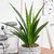 Puspita Nursery Snake Plant Green Dwarf Air Purifier Oxygen Supplier.