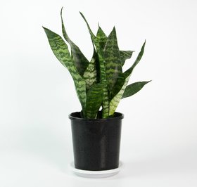 Puspita Nursery Snake Plant Green Dwarf Air Purifier Oxygen Supplier.