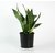 Puspita Nursery Snake Plant Green Dwarf Air Purifier Oxygen Supplier.