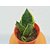 Puspita Nursery Snake Plant Green Dwarf Air Purifier Oxygen Supplier.