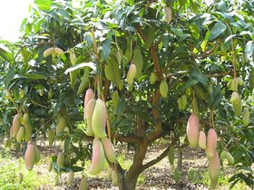 PuspitaNursery Rare Dwarf Thailand Mango Healthy Live Plant, 45cm (Green).