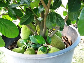 PuspitaNursery Live Rare Jack Fruit Grafted Plant.