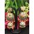 Lotus Meenakari Kundan Pearl Chandbali Grey Pink Jhumki Earrings.