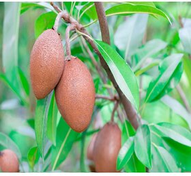 ROOKHRAJ PAUDHSHALA Cheeku Live Fruit Plant, Sapodilla Plant, Manilkara zapota