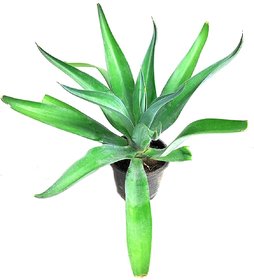 ROOKHRAJ PAUDHSHALA Raj Garden Plants Sansevieria Robusta, Snake Plant