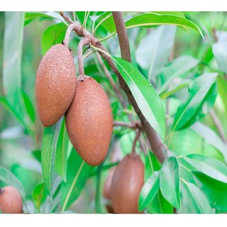 ROOKHRAJ PAUDHSHALA Cheeku Live Fruit Plant, Sapodilla Plant, Manilkara zapota