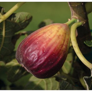 ROOKHRAJ PAUDHSHALA Anjeer Live Plant, Indian Fig Plant