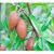 ROOKHRAJ PAUDHSHALA Cheeku Live Fruit Plant, Sapodilla Plant, Manilkara zapota