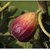 ROOKHRAJ PAUDHSHALA Anjeer Live Plant, Indian Fig Plant