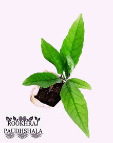 ROOKHRAJ PAUDHSHALA Rudraksh Panchmukhi Live Plant, Rudraksha, Rudraksh Plant