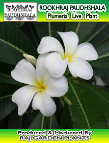 ROOKHRAJ PAUDHSHALA Goodluck Naag Champa Live Plant, Plumeria Live Plant