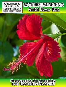ROOKHRAJ PAUDHSHALA Gudhal Flower Live Plant, Hibiscus rosa-sinensis