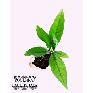 ROOKHRAJ PAUDHSHALA Rudraksh Panchmukhi Live Plant, Rudraksha, Rudraksh Plant
