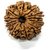 12 Mukhi Rudraksha Beads Natural 12 Face Moksha Bea
