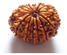 14 Mukhi Rudraksha With Certificate For Authenticity/14 Mukhi Real Rudraksha by CEYLONMINE.