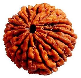 14 Face Rudraksha For Men  Women Original  Certified 14 Mukhi Rudraksha Beads by CEYLONMINE.