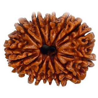 Natural 14 Mukhi Rudraksha Beads Real Shiv Shakti Beads For.