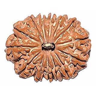 Brown 14 Face/Mukhi Real Rudraksha Beads With Certificate by CEYLONMINE