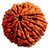 14 Face Rudraksha For Men  Women Original  Certified 14 Mukhi Rudraksha Beads by CEYLONMINE.