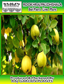 ROOKHRAJ PAUDHSHALA Bel Patra Live Plant, Aegle marmelos, Bilva Patra Outdoor Fruit  Fruit Plant