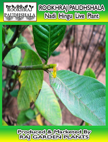 ROOKHRAJ PAUDHSHALA Nadi Hingu Live Plant, Gardenia gummifera , Herbal Nadi Hingu Plant, Outdoor Herbs