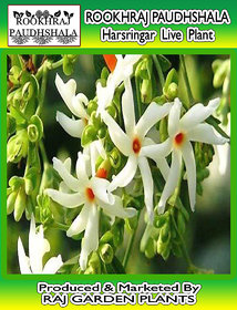 ROOKHRAJ PAUDHSHALA Live Coral Jasmine Night Flowering Parijat Plant