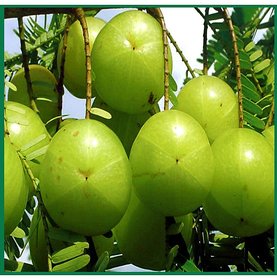 ROOKHRAJ PAUDHSHALA Amla Live Plant, Phyllanthus emblica, Anwala Plant, Anwlan